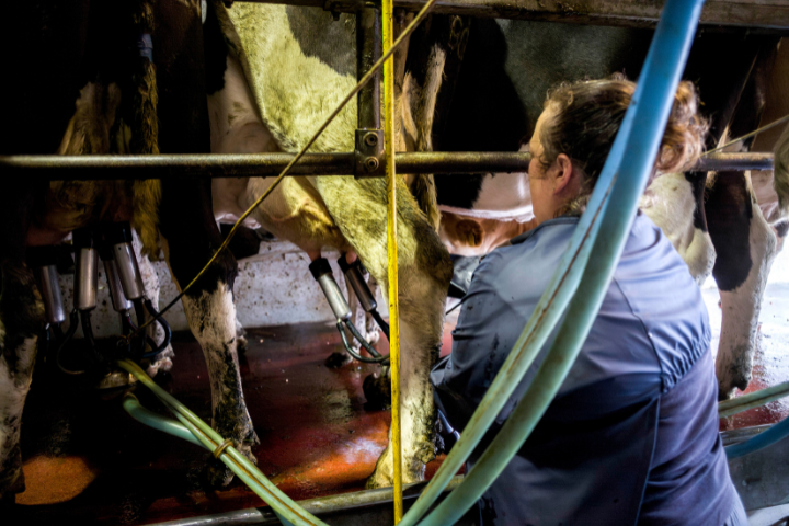 Best Practice Milking Course: What You Need to Know