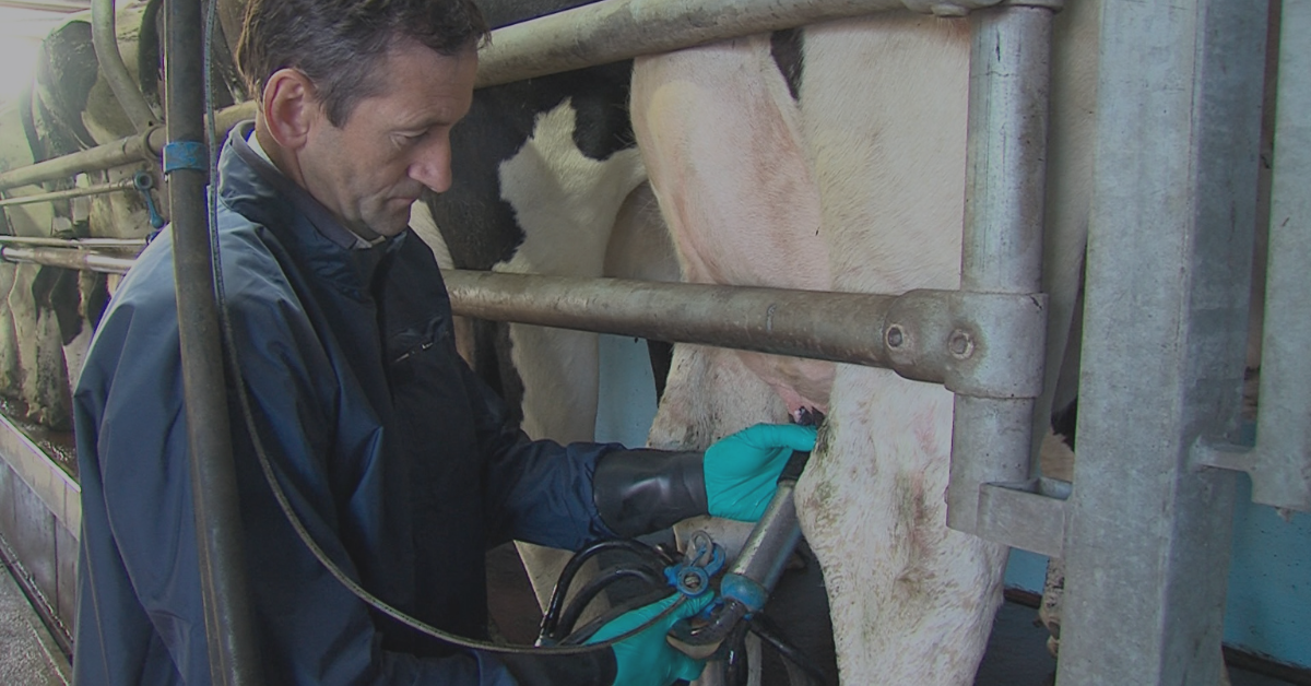 Milking Course Helps Farmers Boost Quality & Efficiency